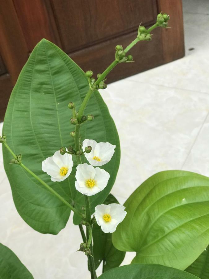 Anh Homestay Ninh Binh Bagian luar foto